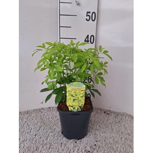 Choisya ternata Sundance