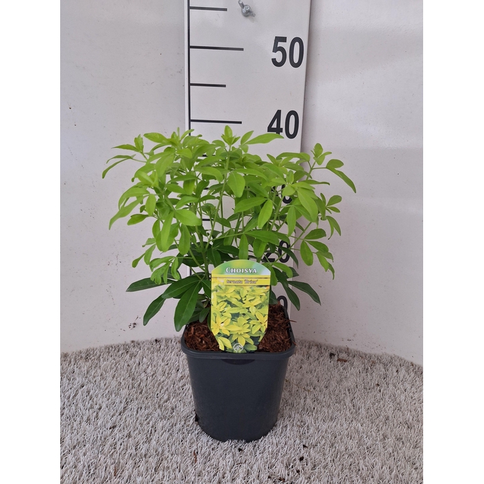 <h4>Choisya ternata Sundance</h4>