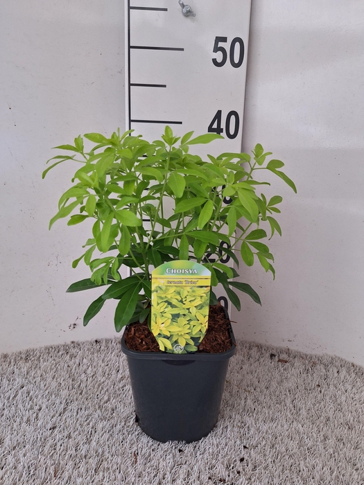 Choisya ternata Sundance