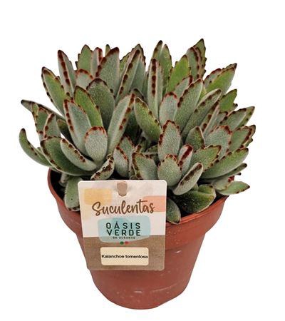 <h4>Kalanchoe Tomentosa - 1154</h4>