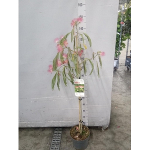 Albizia julibrissin
