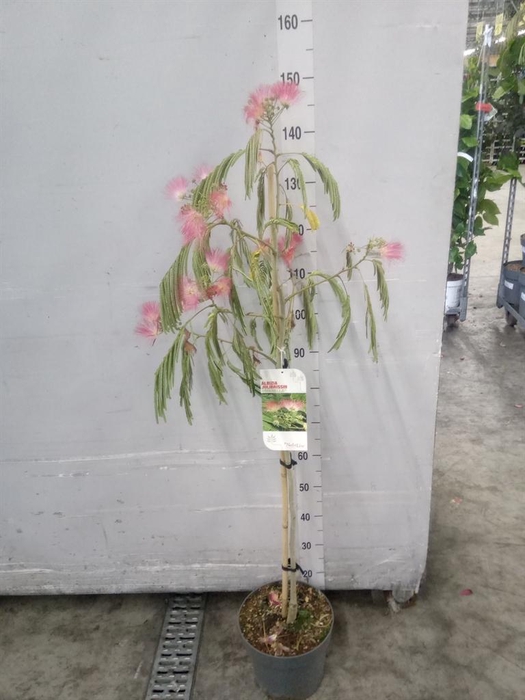 <h4>Albizia julibrissin</h4>