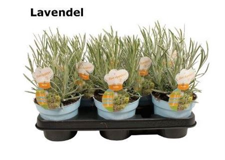 <h4>Laven Angustifolia</h4>