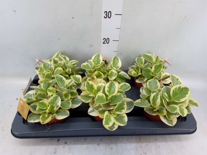 <h4>Peperomia obt. 'Obtipan Bicolor'</h4>