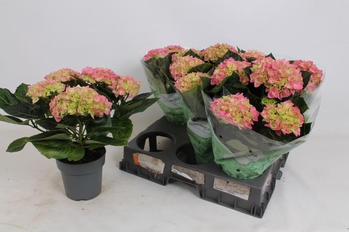 <h4>HYDR M HI RIVER</h4>