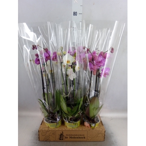 Phalaenopsis   ...mix  4