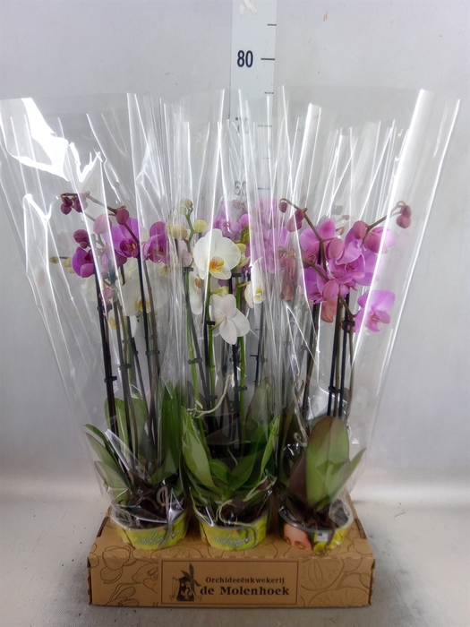 <h4>Phalaenopsis   ...mix  4</h4>