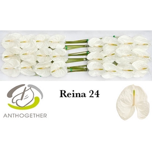 Anth A Reina 11 cm X24 Bouman