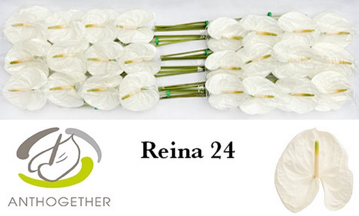 <h4>Anth A Reina 11 cm X24 Bouman</h4>