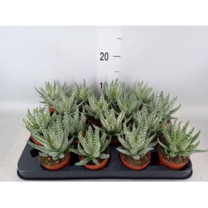 Aloe humilis
