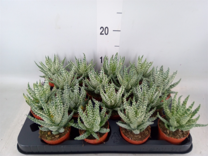 <h4>Aloe humilis</h4>