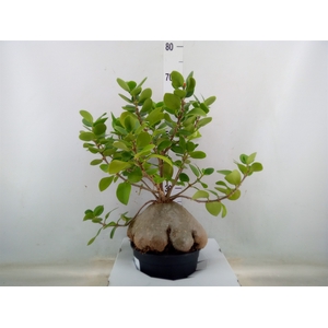 Hydnophytum papuanum