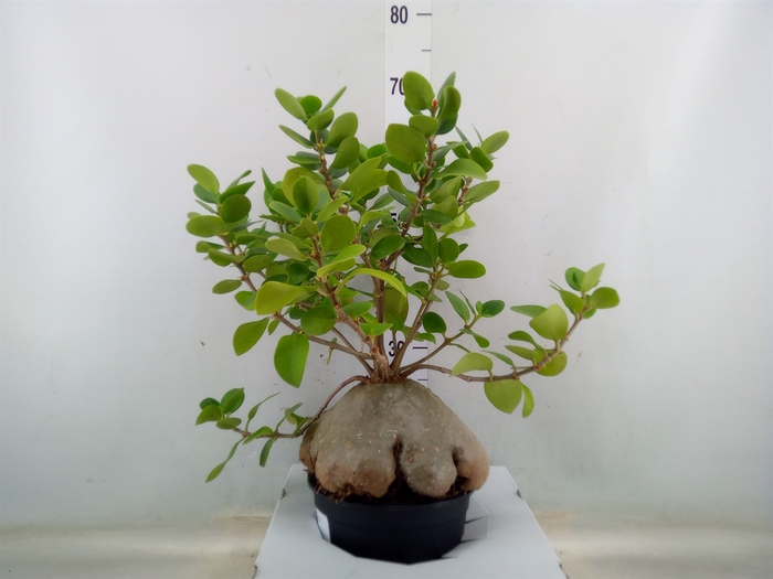<h4>Hydnophytum papuanum</h4>