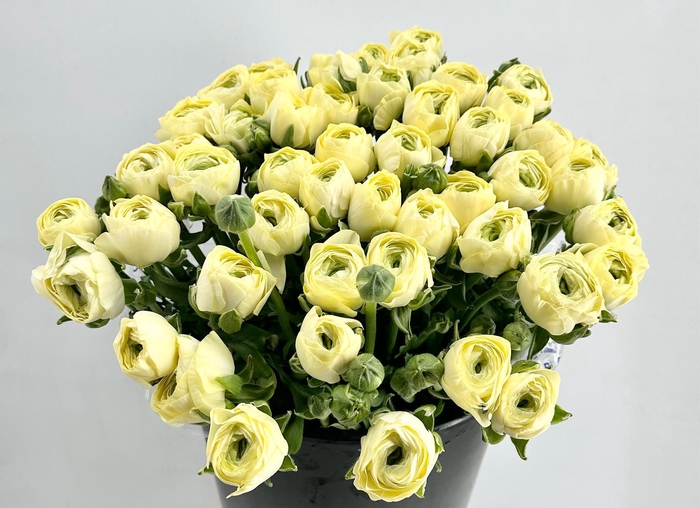 <h4>Ranunculus Clooney Comedia Super</h4>