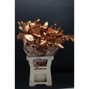 Dr Beuk Koper Stabiliseert