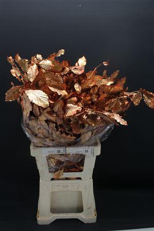 <h4>Dr Beuk Koper Stabiliseert</h4>