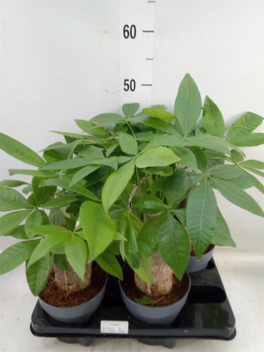 <h4>Pachira aquatica</h4>