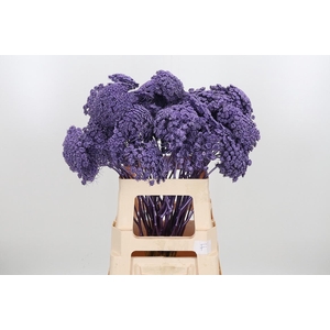 Ammi Zaad Kl Bh Metallic Milka