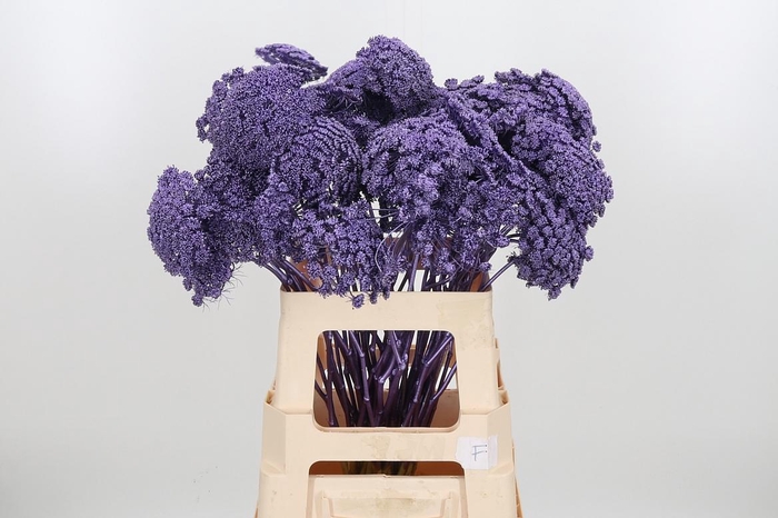 <h4>Ammi Zaad Kl Bh Metallic Milka</h4>