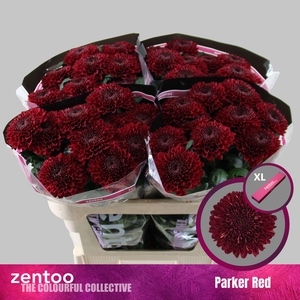 CHR G PARKER RED