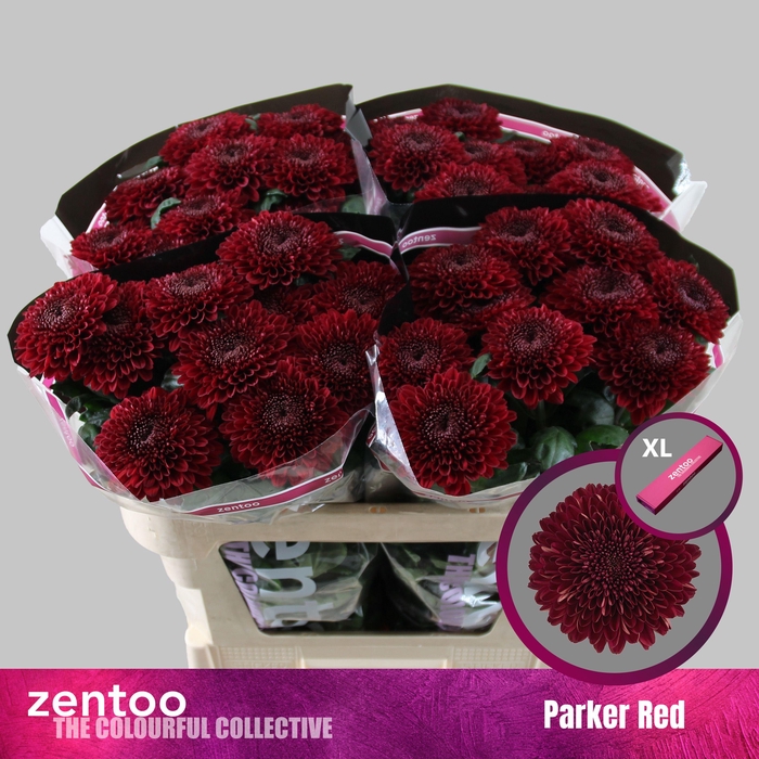 <h4>Chr G Parker Red</h4>