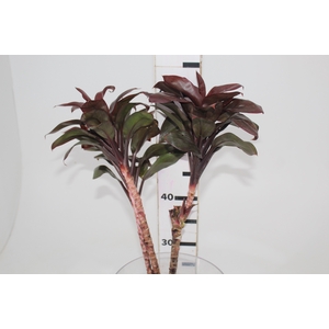FOLHAGEM DRACENA BABY CHOCOLATE