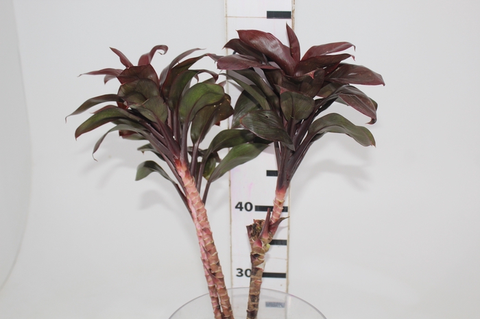 <h4>FOLHAGEM DRACENA BABY CHOCOLATE</h4>