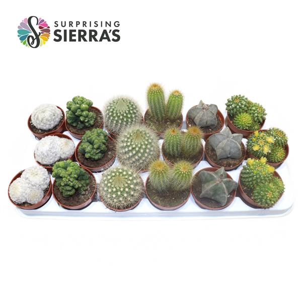 <h4>Sierra's® - Santiago Cactus Mix (Deluxe)</h4>