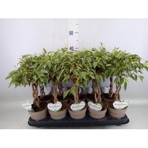 Ficus benja. 'Nina'