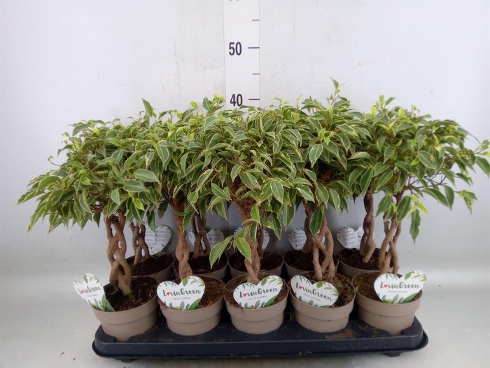 <h4>Ficus benja. 'Nina'</h4>