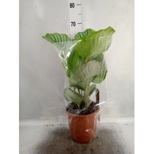 Calathea orbifolia