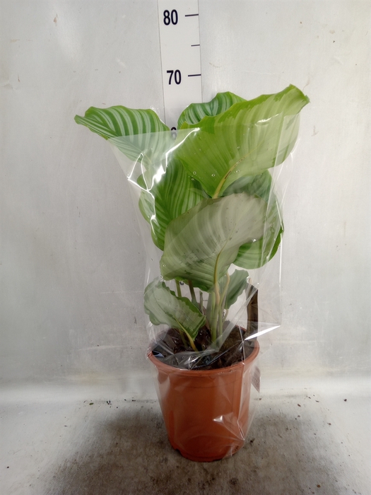 <h4>Calathea orbifolia</h4>