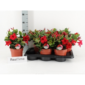 MANDE RIO PETITE RED