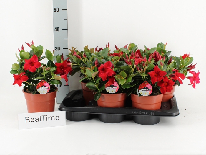 <h4>MANDE RIO PETITE RED</h4>