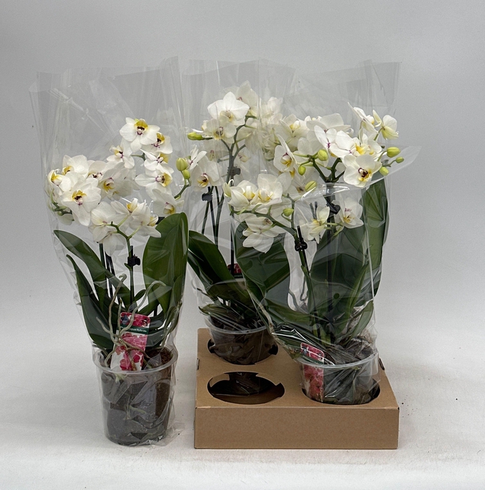 <h4>PHAL OV WIT</h4>