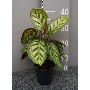 Calathea   ...