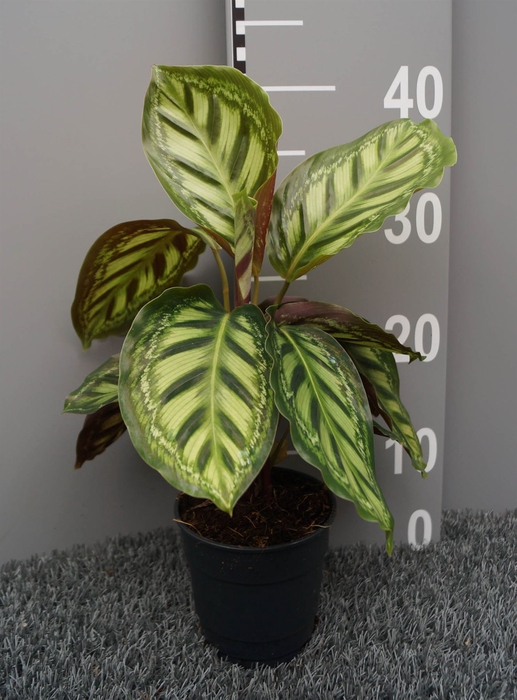 <h4>Calathea   ...</h4>