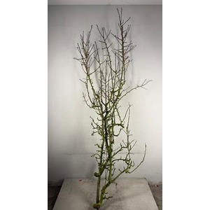 Pear Branche Conferenc X3(med)