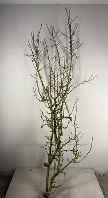 <h4>Pear Branche Conferenc X3(med)</h4>