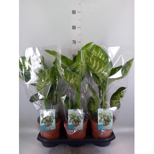 Dieffenbachia seg. 'Tropic Snow'