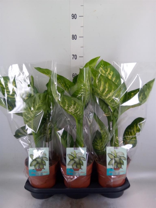 <h4>Dieffenbachia seg. 'Tropic Snow'</h4>