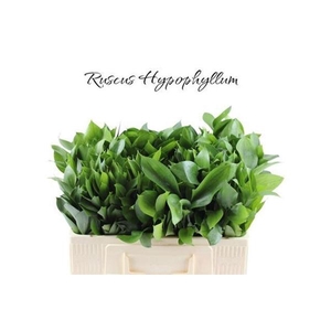RUSCUS HYPOPHYLLUM