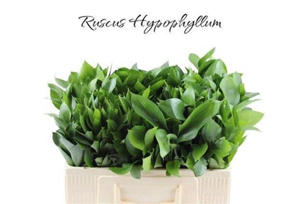 <h4>RUSCUS HYPOPHYLLUM</h4>