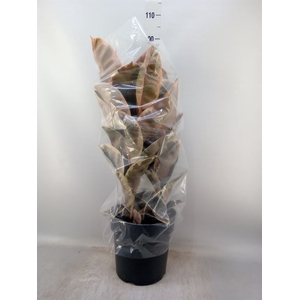 Ficus elastica 'Belize'