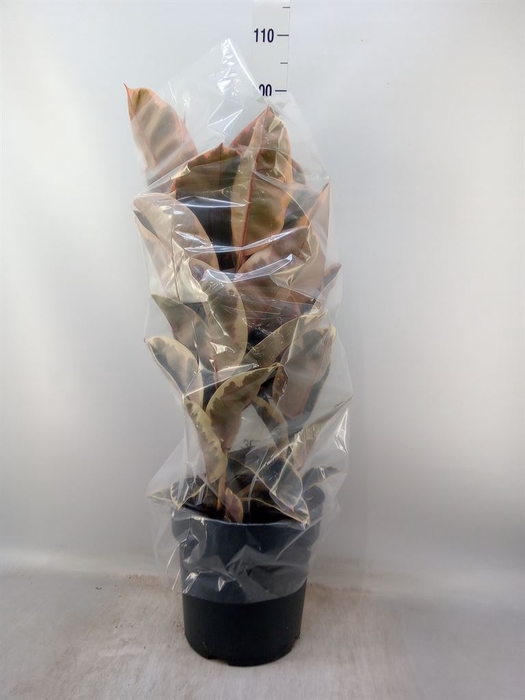 <h4>Ficus elastica 'Belize'</h4>