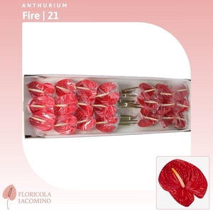 Anthurium Fire
