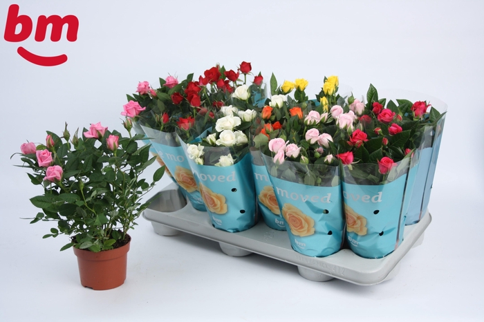 <h4>Rosa Beau Monde gemengd</h4>