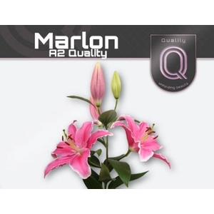 LI OR MARLON LI OR MARLON A2 A2 DOO