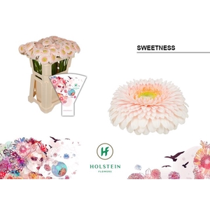 Germini Pomponi Sweetness Water x40