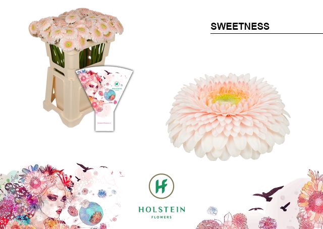 <h4>Germini Pomponi Sweetness Water x40</h4>